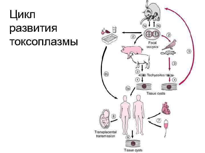 Токсоплазма жизненный цикл схема