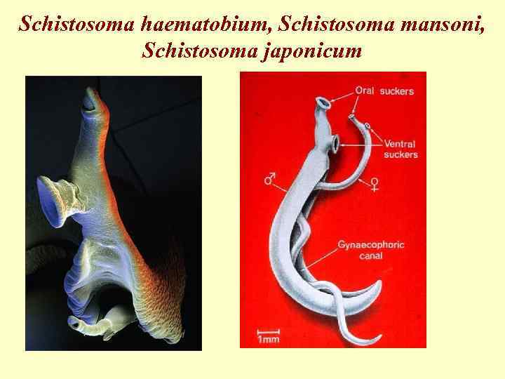 Schistosoma haematobium, Schistosoma mansoni, Schistosoma japonicum 