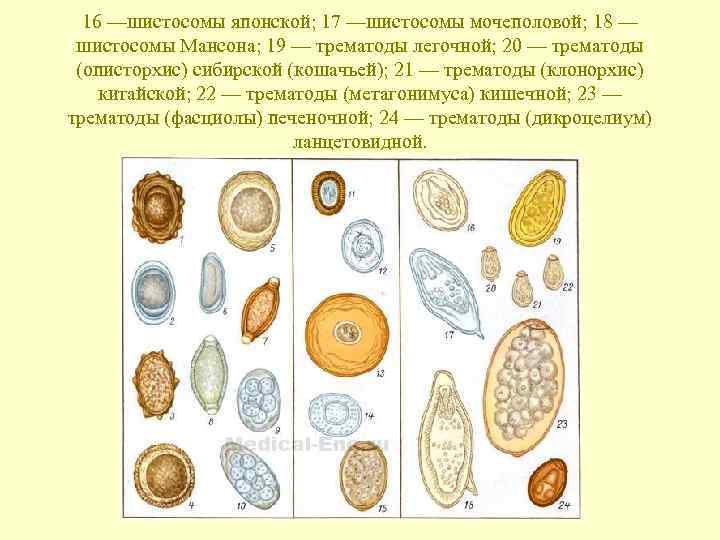 Шистосома фото паразита размеры