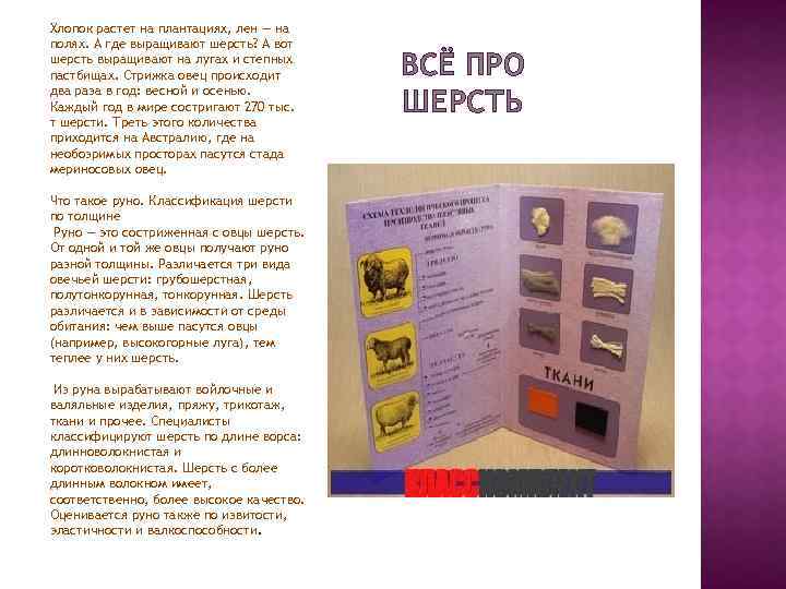 Хлопок растет на плантациях, лен — на полях. А где выращивают шерсть? А вот