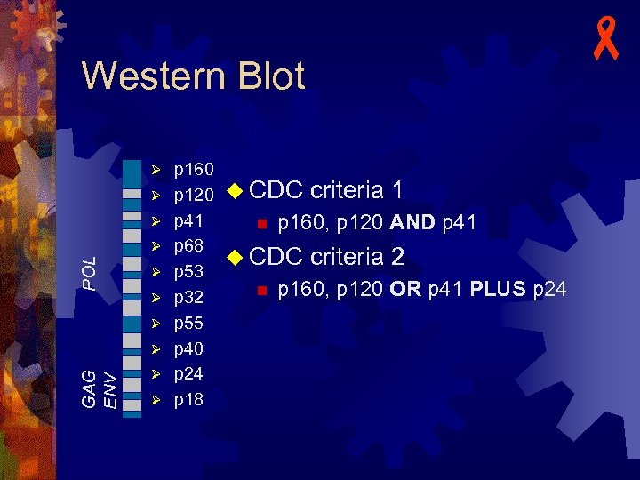 Western Blot Ø Ø Ø POL Ø Ø GAG ENV Ø Ø Ø p
