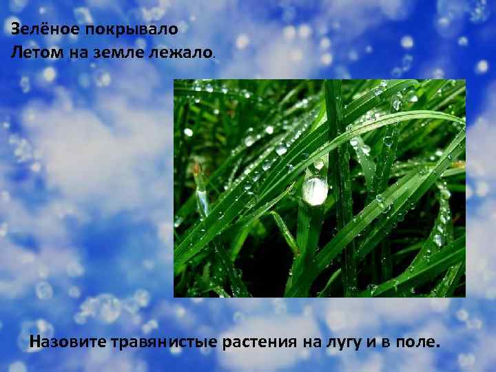 Зелёное покрывало Летом на земле лежало. Назовите травянистые растения на лугу и в поле.