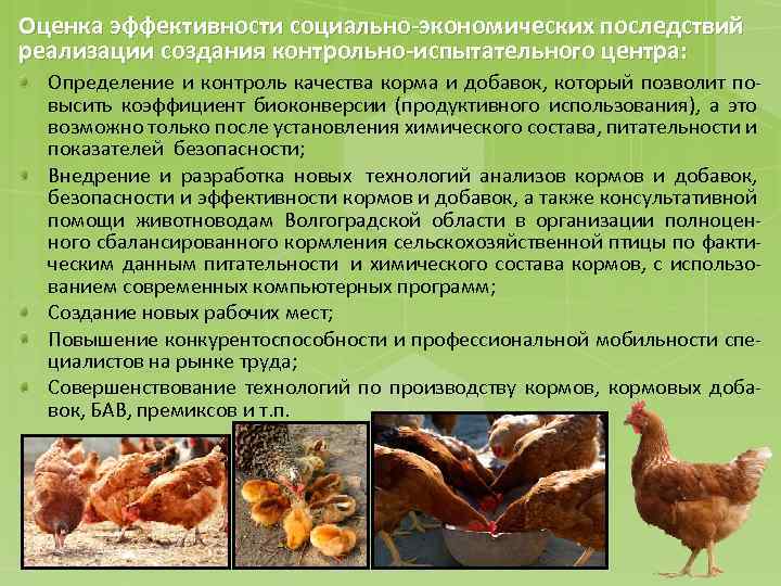 Оценка эффективности социально-экономических последствий реализации создания контрольно-испытательного центра: Определение и контроль качества корма и