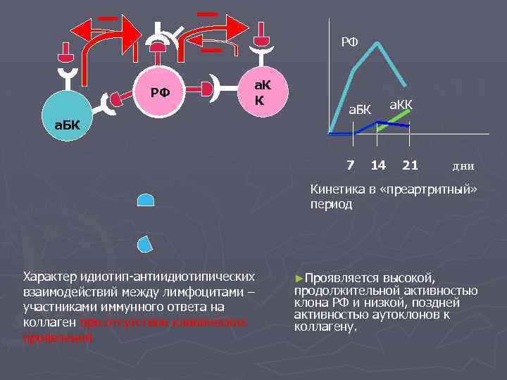 РФ РФ а. К К а. БК 7 14 а. КК 21 дни Кинетика