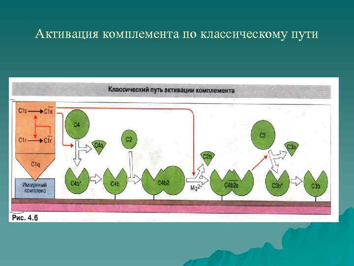 Схема активация комплемента