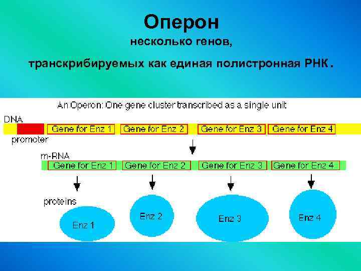 Презентация современные представления о гене и геноме