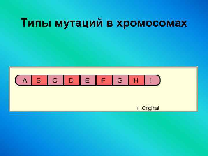 Типы мутаций в хромосомах 