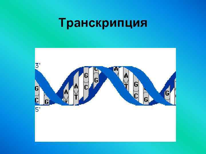Транскрипция 