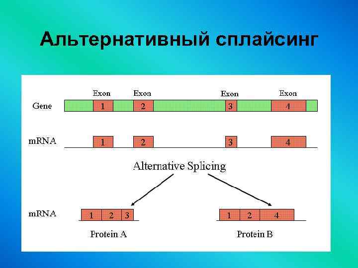 Альтернативный сплайсинг 