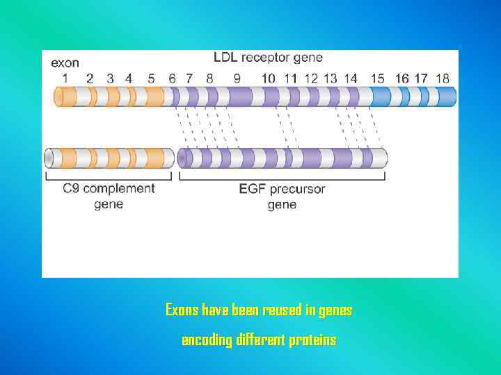 Exons have been reused in genes encoding different proteins 