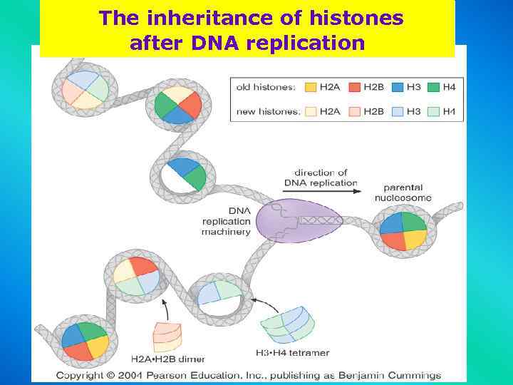 The inheritance of histones after DNA replication 