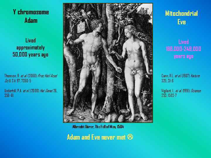 Y chromosome Adam Mitochondrial Eve Lived approximately 50, 000 years ago Lived 166, 000