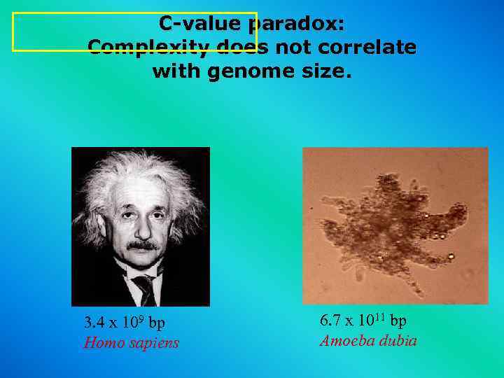 C-value paradox: Complexity does not correlate with genome size. 3. 4 x 109 bp