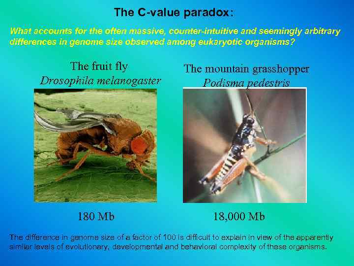 The C-value paradox: What accounts for the often massive, counter-intuitive and seemingly arbitrary differences