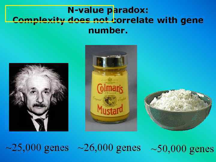 N-value paradox: Complexity does not correlate with gene number. ~25, 000 genes ~26, 000