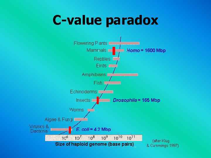 C-value paradox 