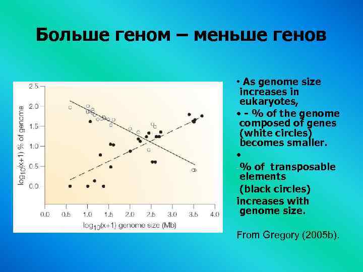 Больше геном – меньше генов • As genome size increases in eukaryotes, • -