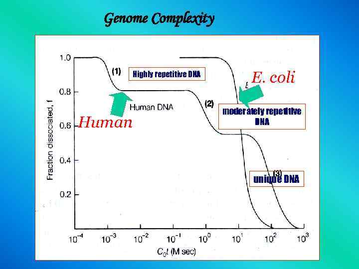 Genome Complexity Highly repetitive DNA Human E. coli moderately repetitive DNA unique DNA 