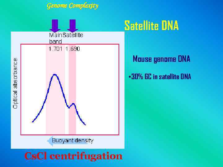 Genome Complexity Satellite DNA Mouse genome DNA • 30% GC in satellite DNA Cs.