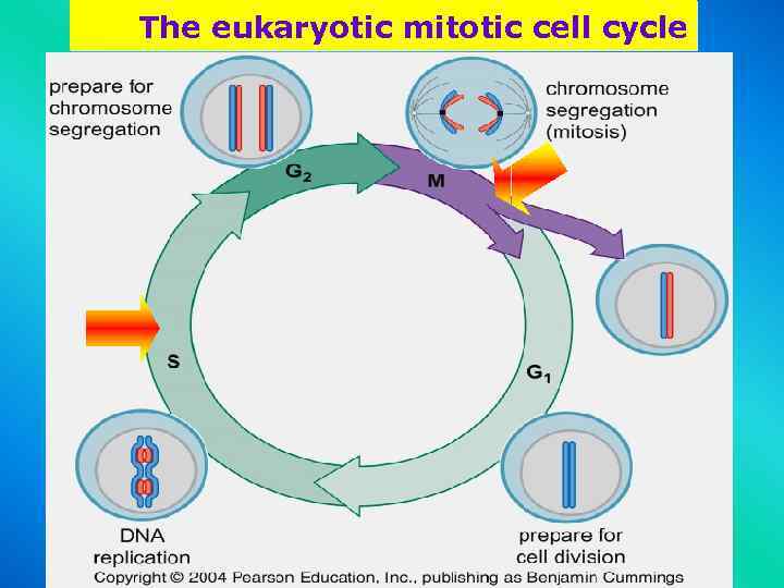 The eukaryotic mitotic cell cycle 