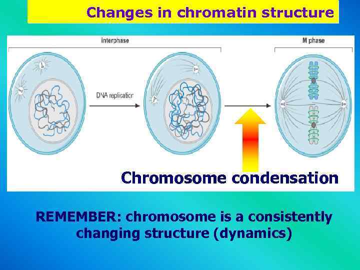 Changes in chromatin structure Chromosome condensation REMEMBER: chromosome is a consistently changing structure (dynamics)