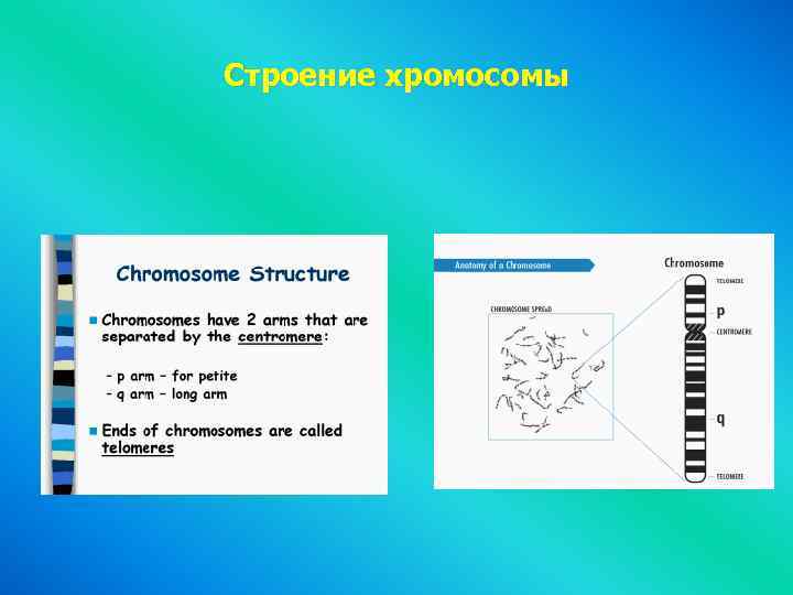 Строение хромосомы 