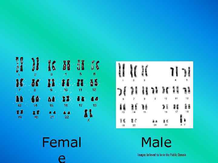 Femal Male Images believed to be in the Public Domain 