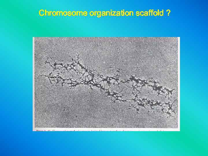 Chromosome organization scaffold ? 