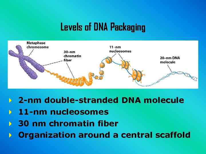 Levels of DNA Packaging 2 -nm double-stranded DNA molecule 11 -nm nucleosomes 30 nm