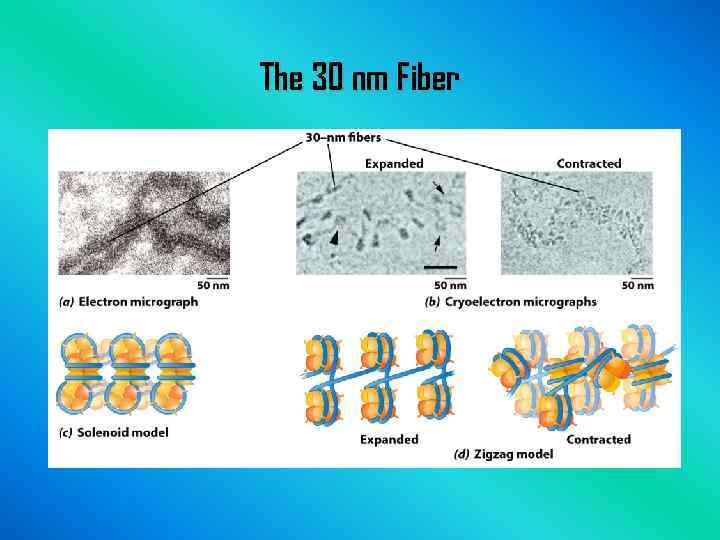 The 30 nm Fiber 