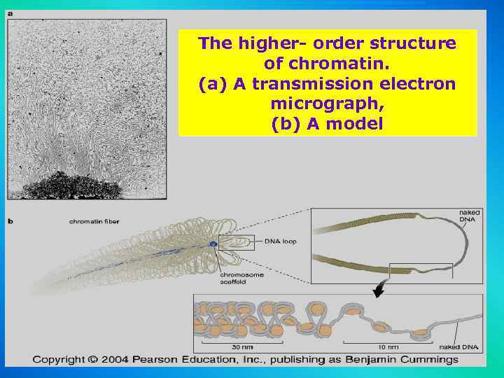 The higher- order structure of chromatin. (a) A transmission electron micrograph, (b) A model