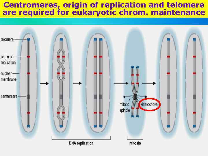 Centromeres, origin of replication and telomere are required for eukaryotic chrom. maintenance 