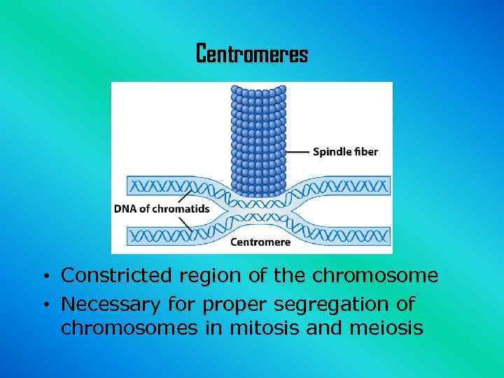 Centromeres • • Constricted region of the chromosome Necessary for proper segregation of chromosomes