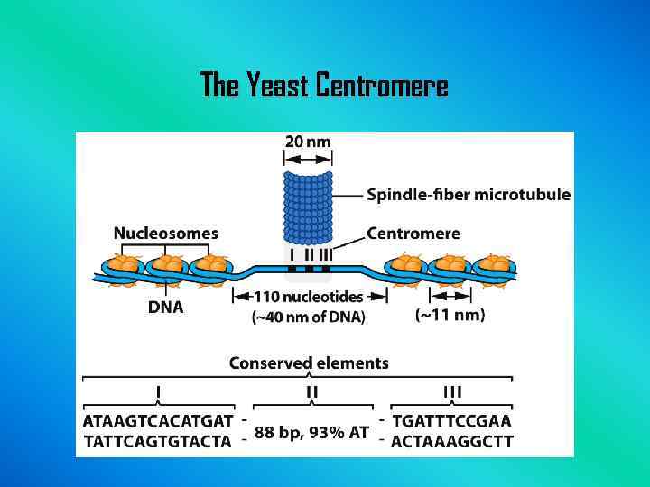 The Yeast Centromere 