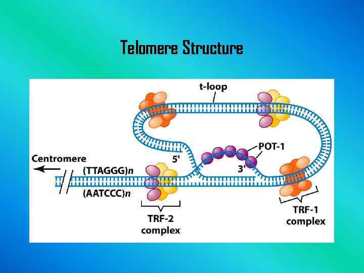 Telomere Structure 