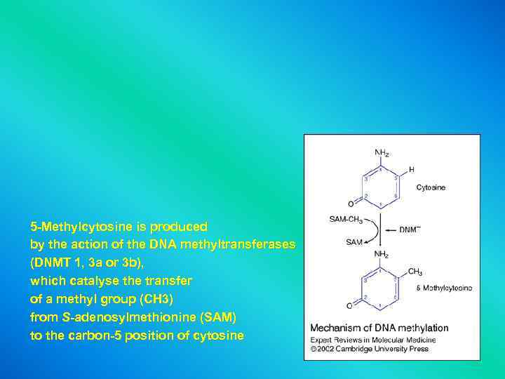 5 -Methylcytosine is produced by the action of the DNA methyltransferases (DNMT 1, 3