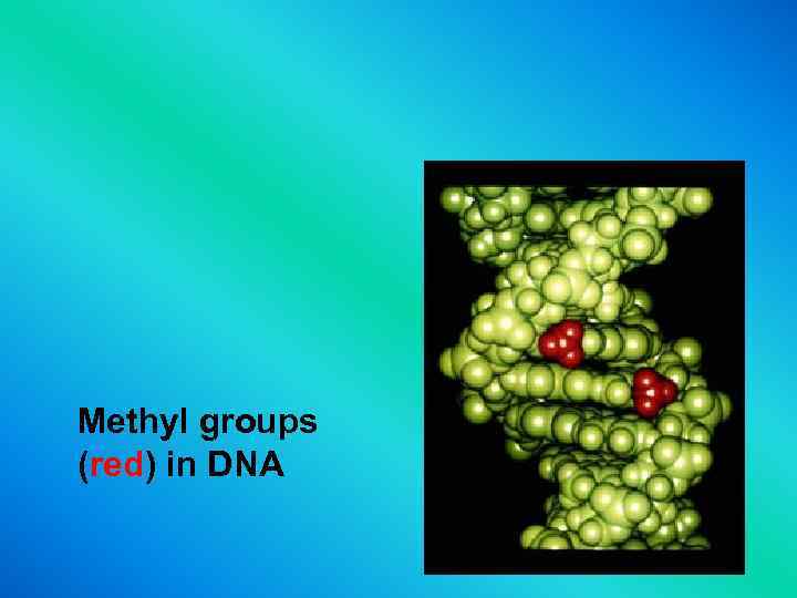  Methyl groups (red) in DNA red 