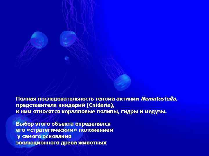 Полная последовательность генома актинии Nematostella, представителя книдарий (Cnidaria), к ним относятся коралловые полипы, гидры