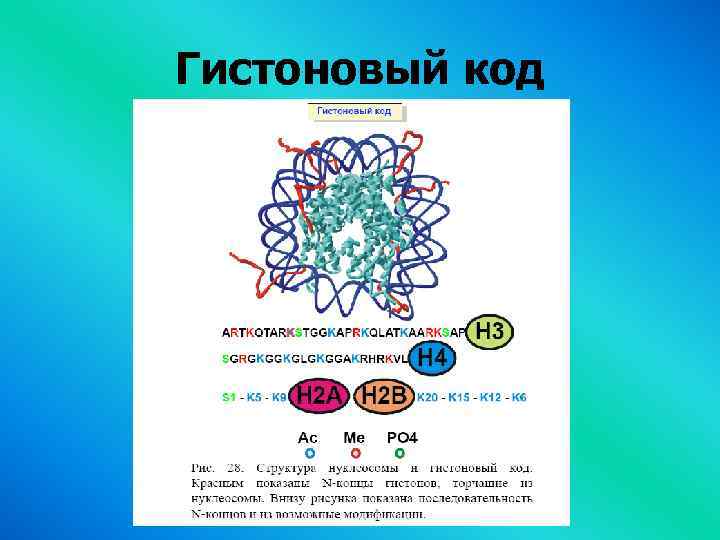 Гистоновый код 