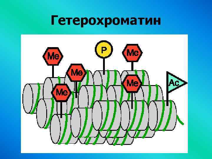 Гетерохроматин 