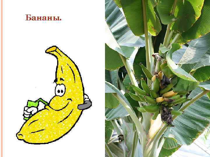 Бананы. 