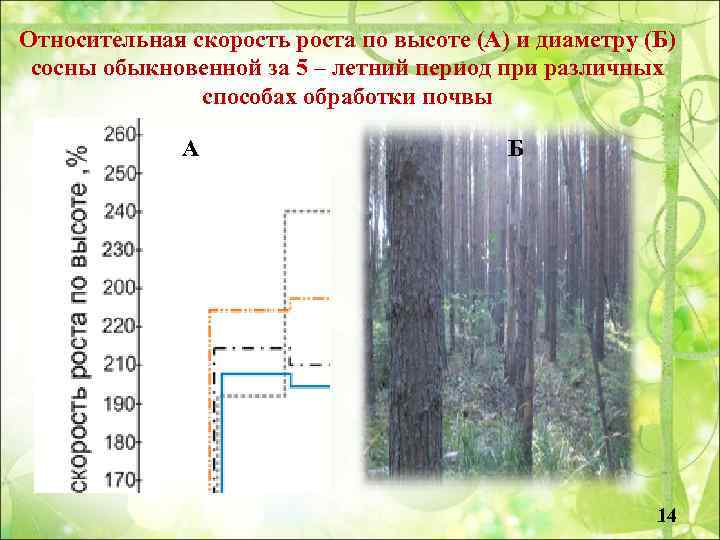 На рисунке 20 показано изменение высоты сосны