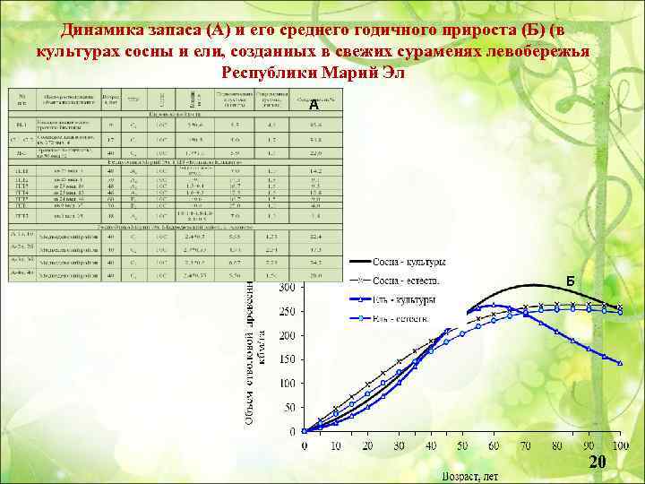 Динамика запаса (А) и его среднего годичного прироста (Б) (в культурах сосны и ели,