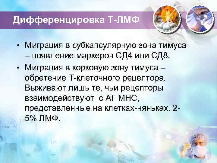 Дифференцировка Т-ЛМФ • Миграция в субкапсулярную зона тимуса – появление маркеров СД 4 или