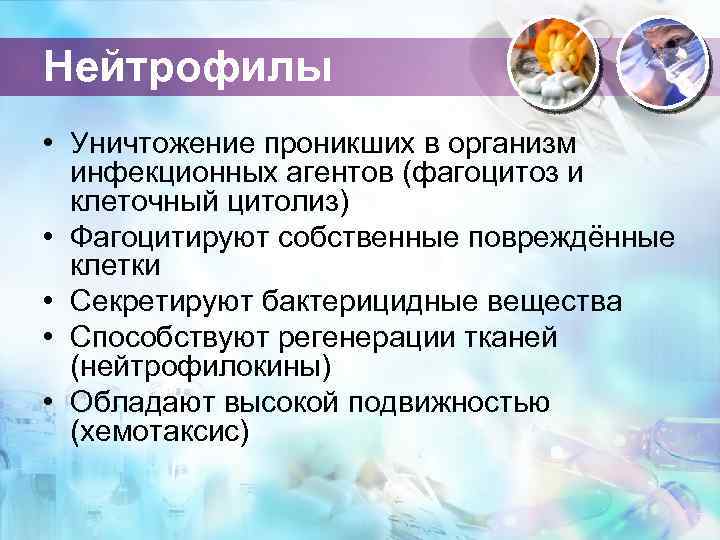 Нейтрофилы • Уничтожение проникших в организм инфекционных агентов (фагоцитоз и клеточный цитолиз) • Фагоцитируют