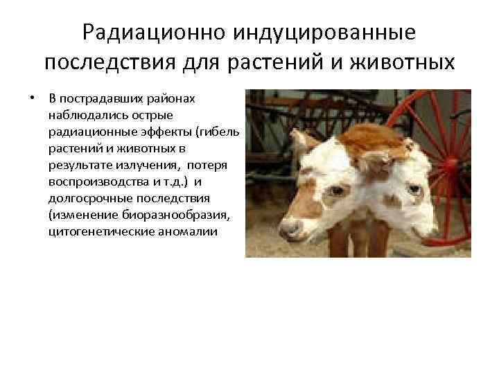 Радиационно индуцированные последствия для растений и животных • В пострадавших районах наблюдались острые радиационные
