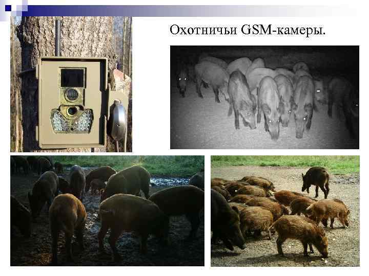 Охотничьи GSM-камеры. 