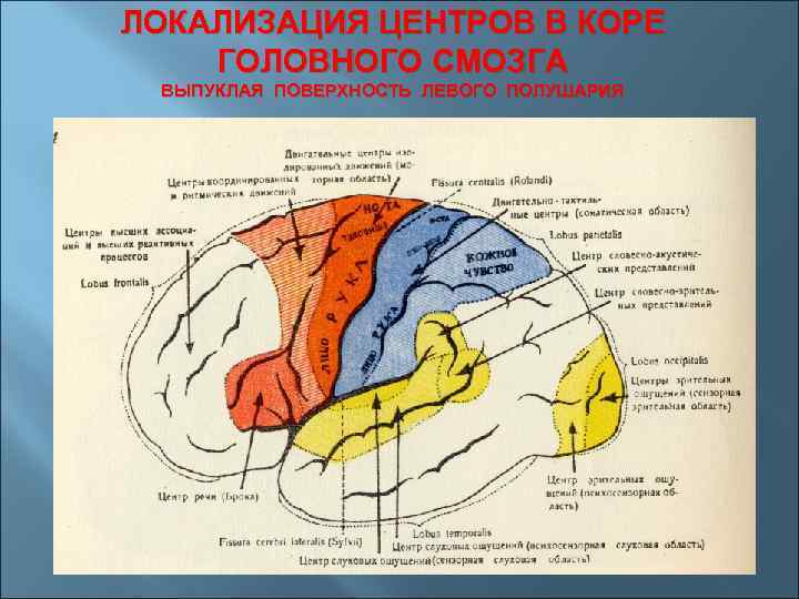 Локализация функций головного. Локализация функций в коре полушарий мозга. Локализация центров в коре головного мозга. Локализация функциональных центров в коре полушарий большого мозга. Корковые центры коры головного мозга.