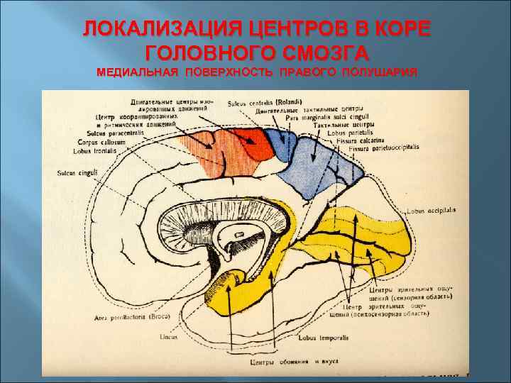 Какой отдел мозга отвечает за обоняние