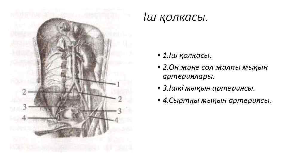 Іш қолкасы. • 1. Іш қолқасы. • 2. Он және сол жалпы мықын артериялары.